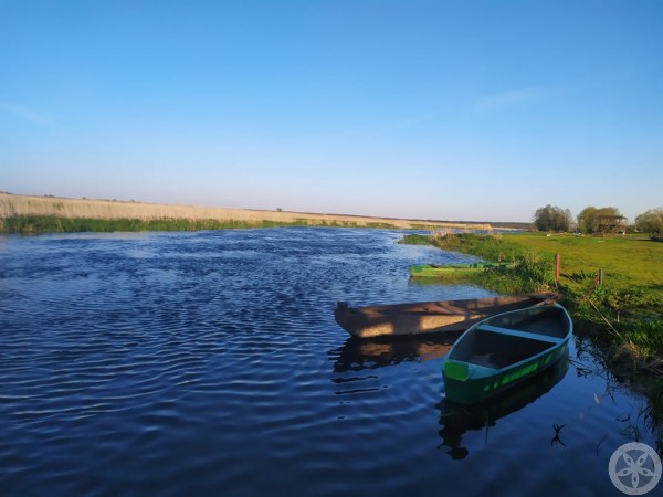 Narew
